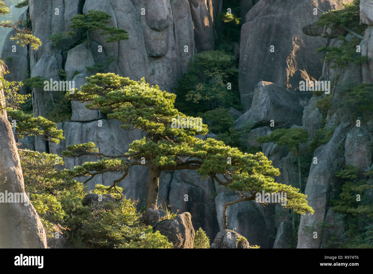 Huangshan pines (Pinus hwangshanensis) clinging to the granite cliffs, Huangshan National Park, Anhui, China Stock Photo