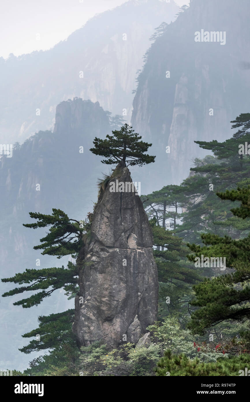 Huangshan pine tree atop a pinnacle (Magic Brush with a Flower on the Tip), Huangshan National Park, Anhui, China. Stock Photo