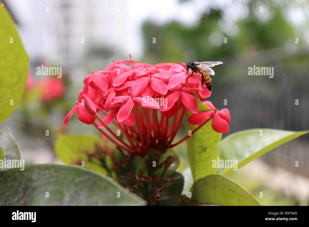 Flower hd wallpaper hi-res stock photography and images - Alamy
