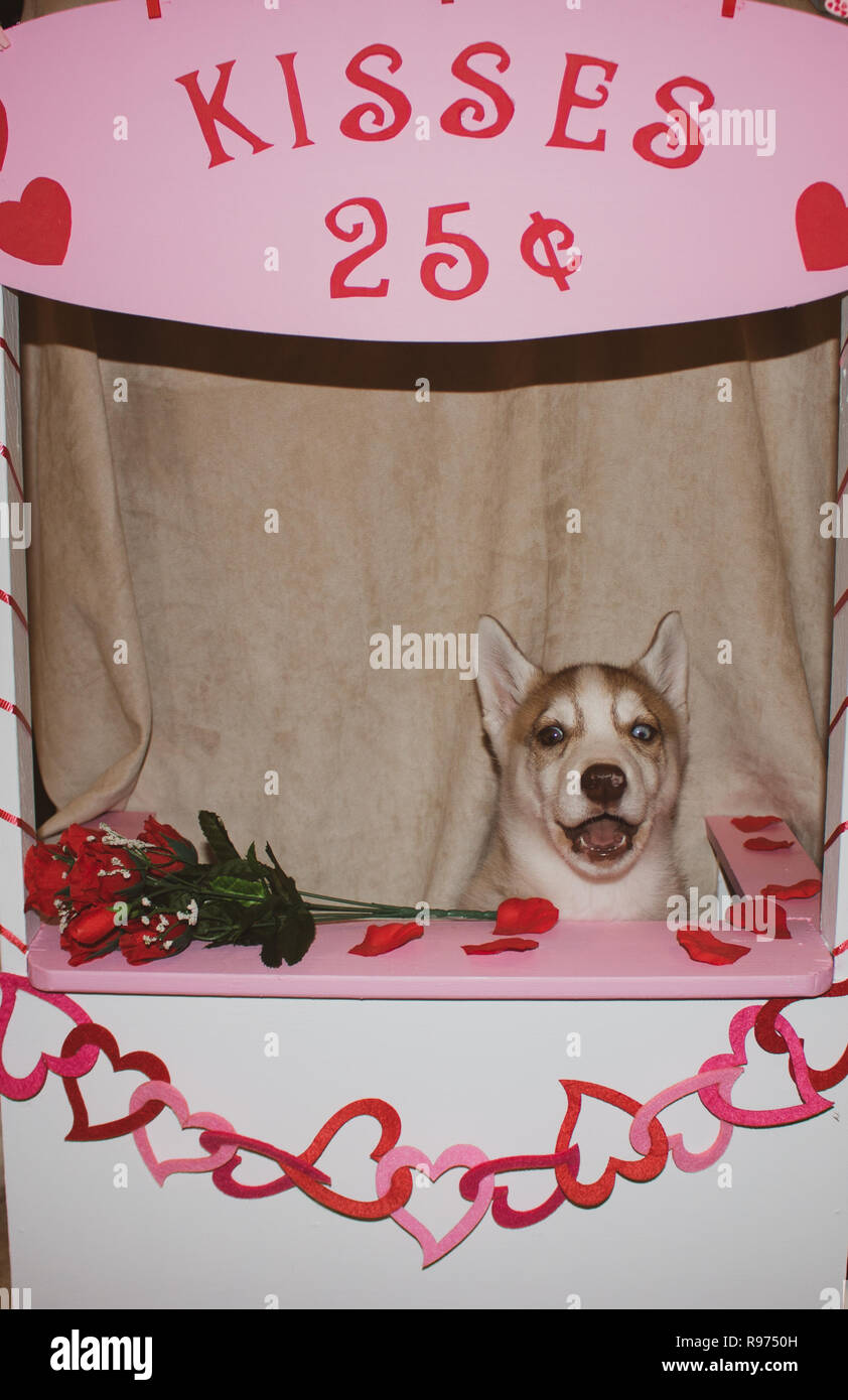 Siberian husky Dog in a Kissing Booth. Theme of valentines day and dog  humour. great for concepts Stock Photo - Alamy