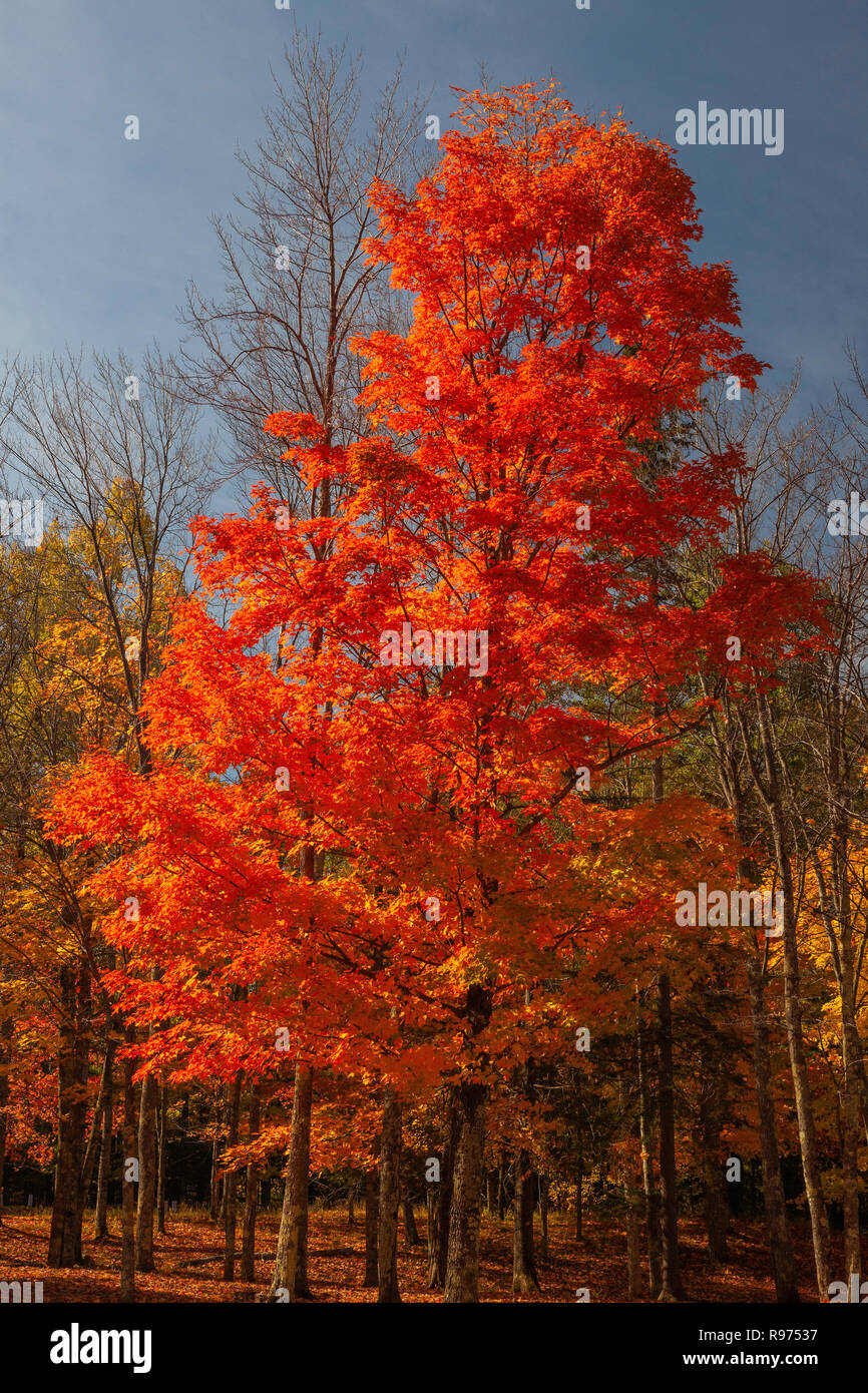 Upper peninsula maple hires stock photography and images Alamy