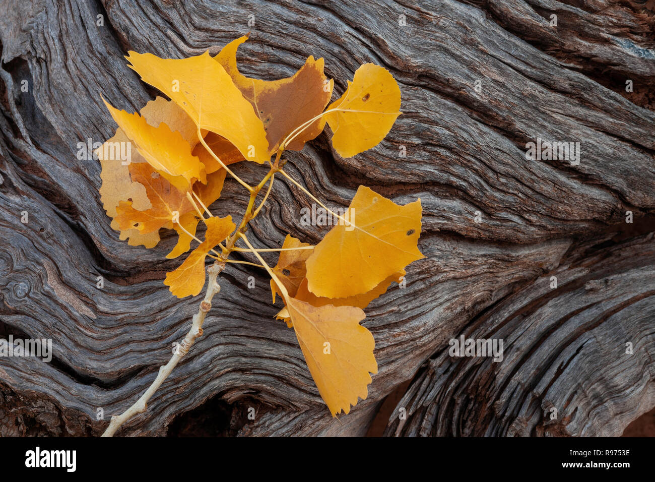 Yellow leaves on cottonwood tree hires stock photography and images