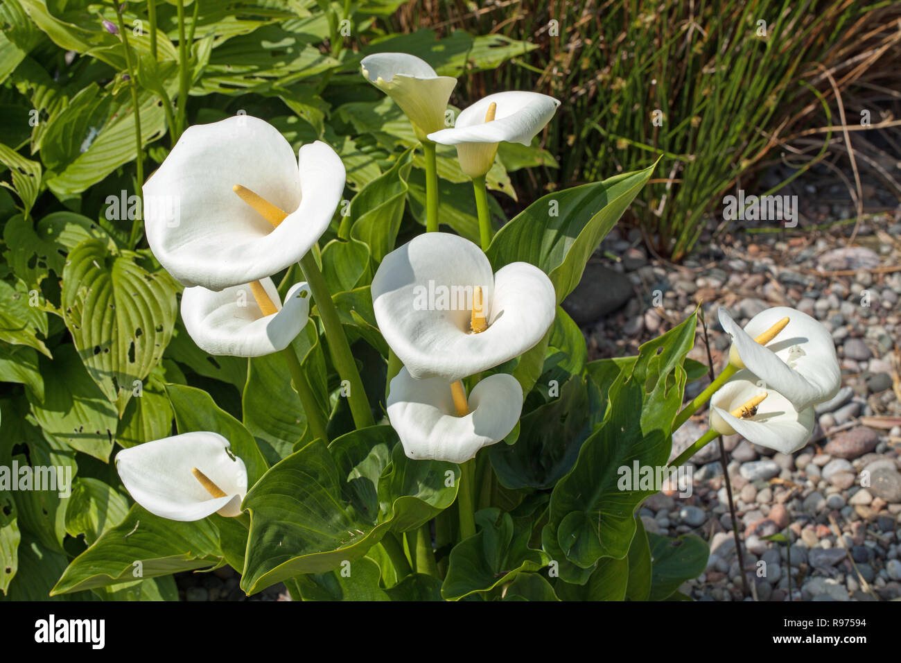 Arum Lily (Zantedeschia aethiopica). Green flowering plant. Cultivated form. Garden of Bishop’s House. Isle of Iona, Inner Hebrides. West coast of Scotland. Stock Photo