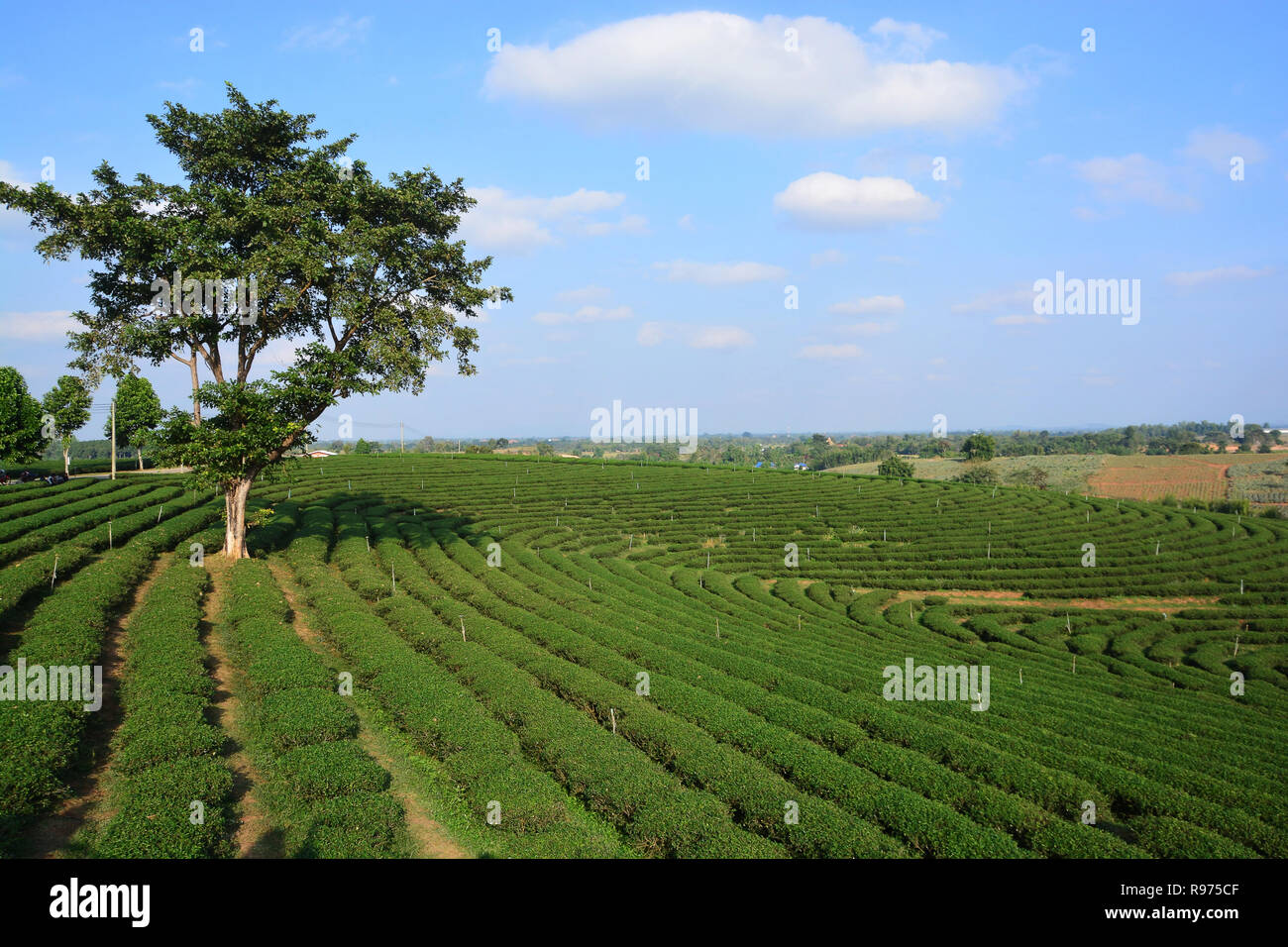 tea plantations Stock Photo
