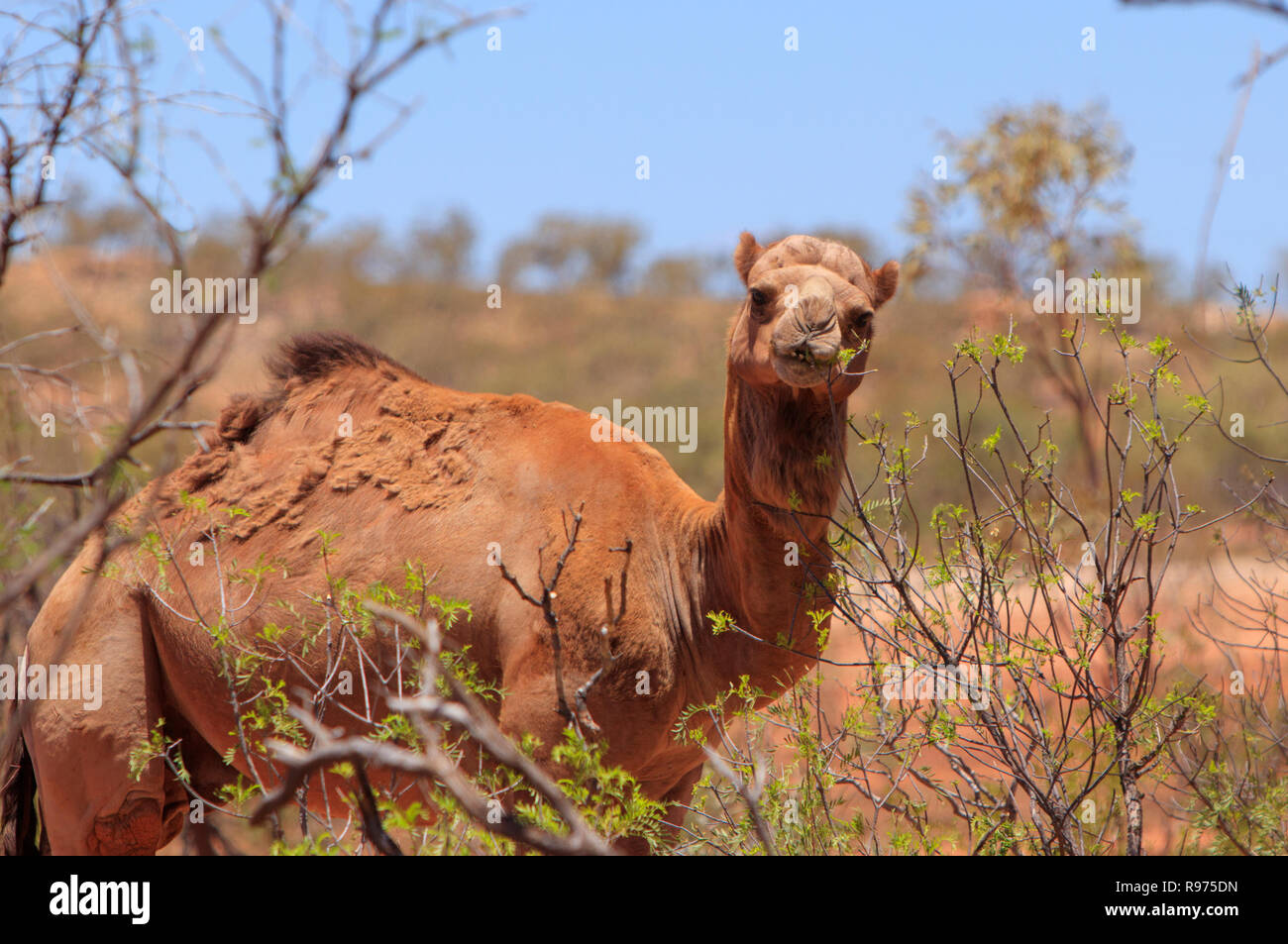 A feral camel, Camelus dromedarius, feeding on the leaves of an acacia bush in outback western Queensland, Australia. Stock Photo