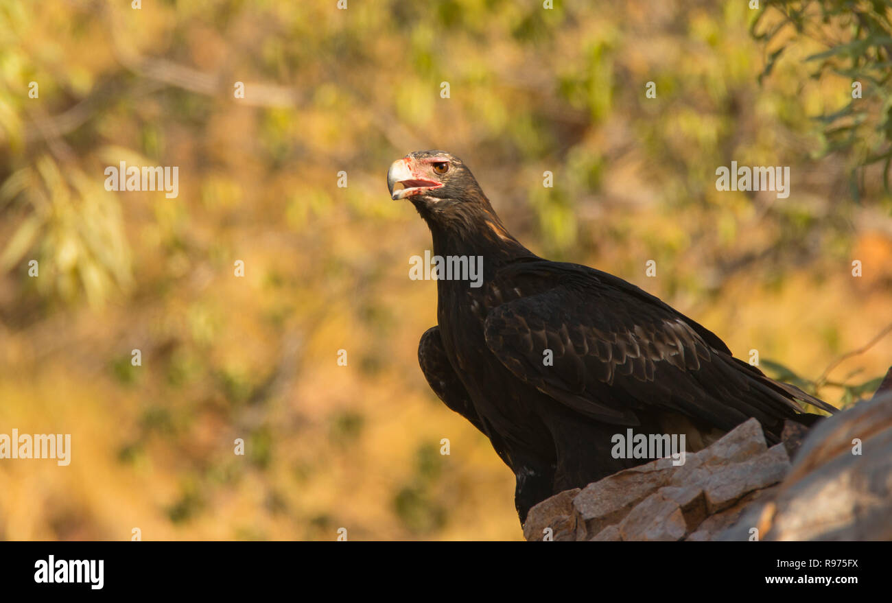 A Wedge-tailed Eagle, Aquila audax, perched on a rock in outback Western Queensland Australia Stock Photo