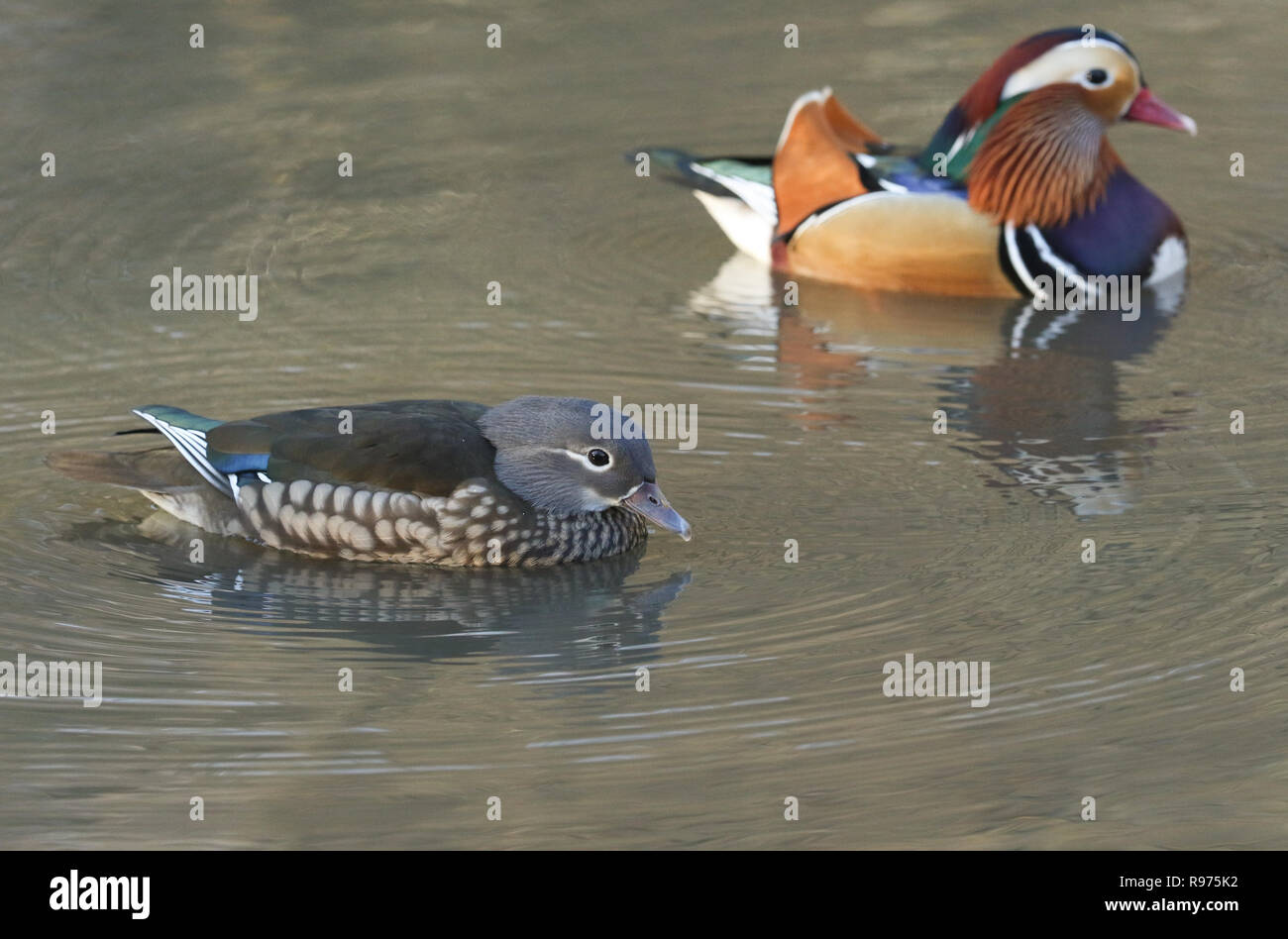 A wild male and female Mandarin duck (Aix galericulata) swimming on a ...