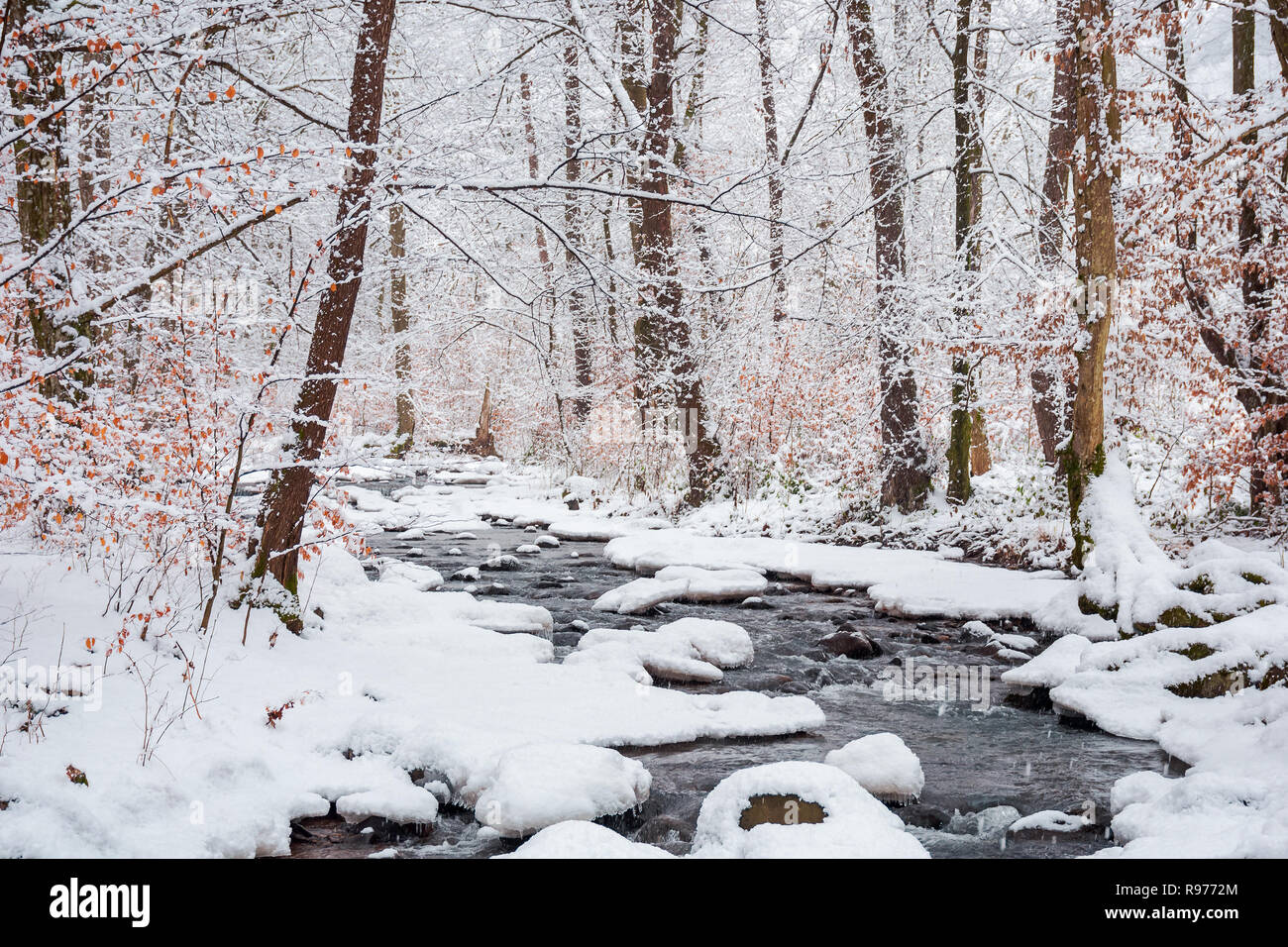 forest creek in winter forest. trees with weathered foliage along the snow  covered shore. beautiful nature scenery Stock Photo - Alamy, image size:1300x956