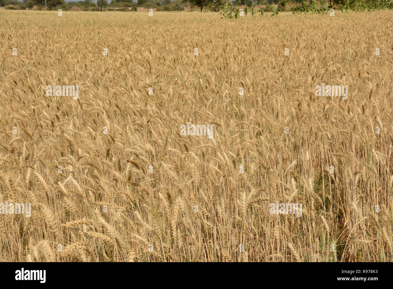 Valuable well established delightfully fragrant wheat plantation with other crops in countryside of rural agricultural fertile land of Gujarat India. Stock Photo