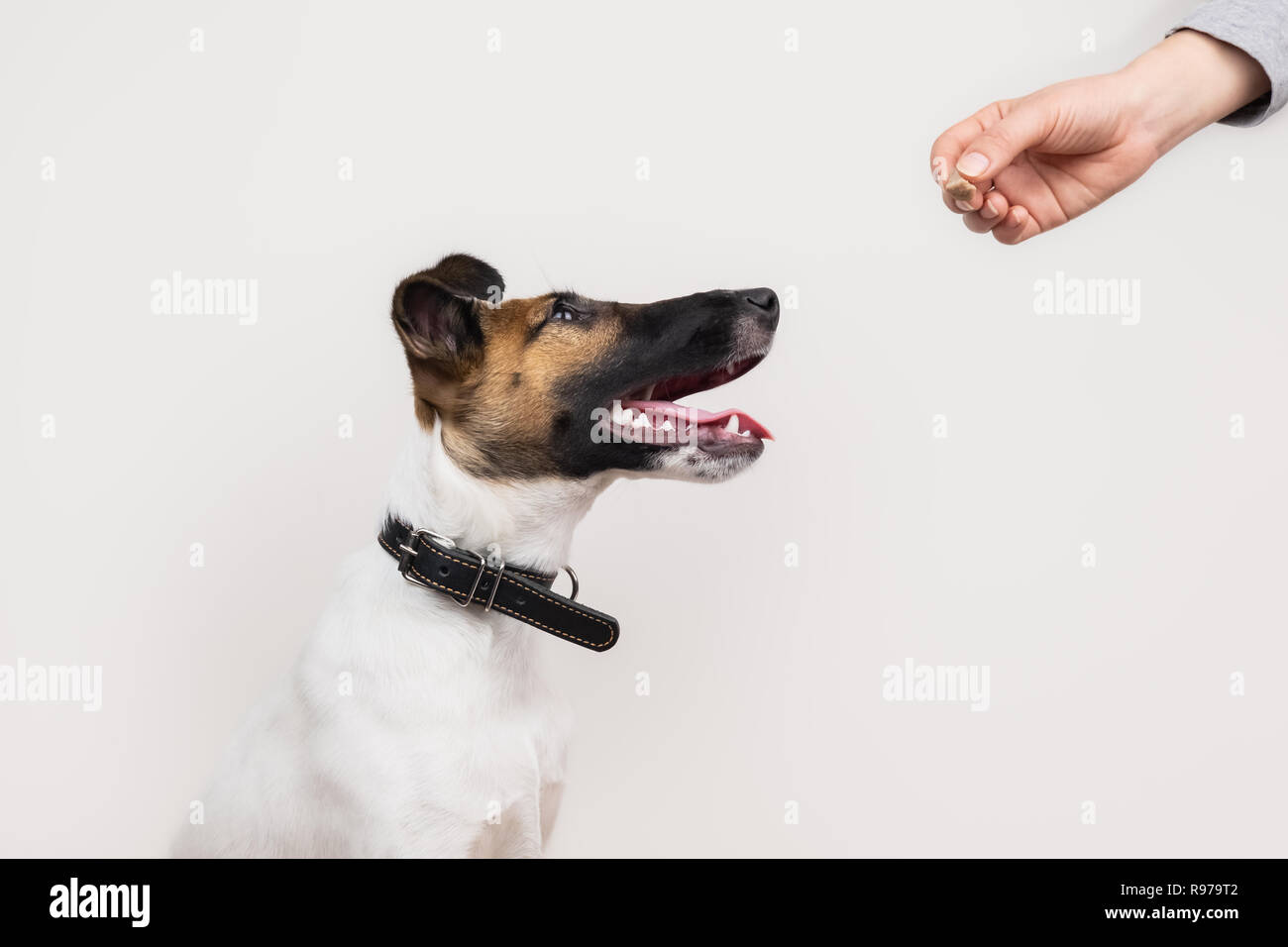 Clever fox terrier puppy taking a treet from human, isolated background. Cute little dog looks at human hand giving him a cookie. Stock Photo