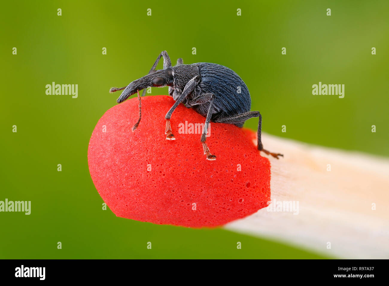 Little weevil (Curculionidae) on the tip of a match Stock Photo