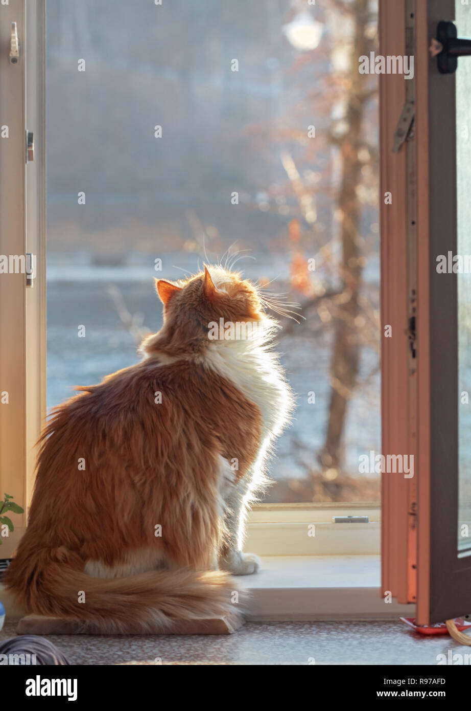 Pretty adult red cat on window on sunny day Stock Photo