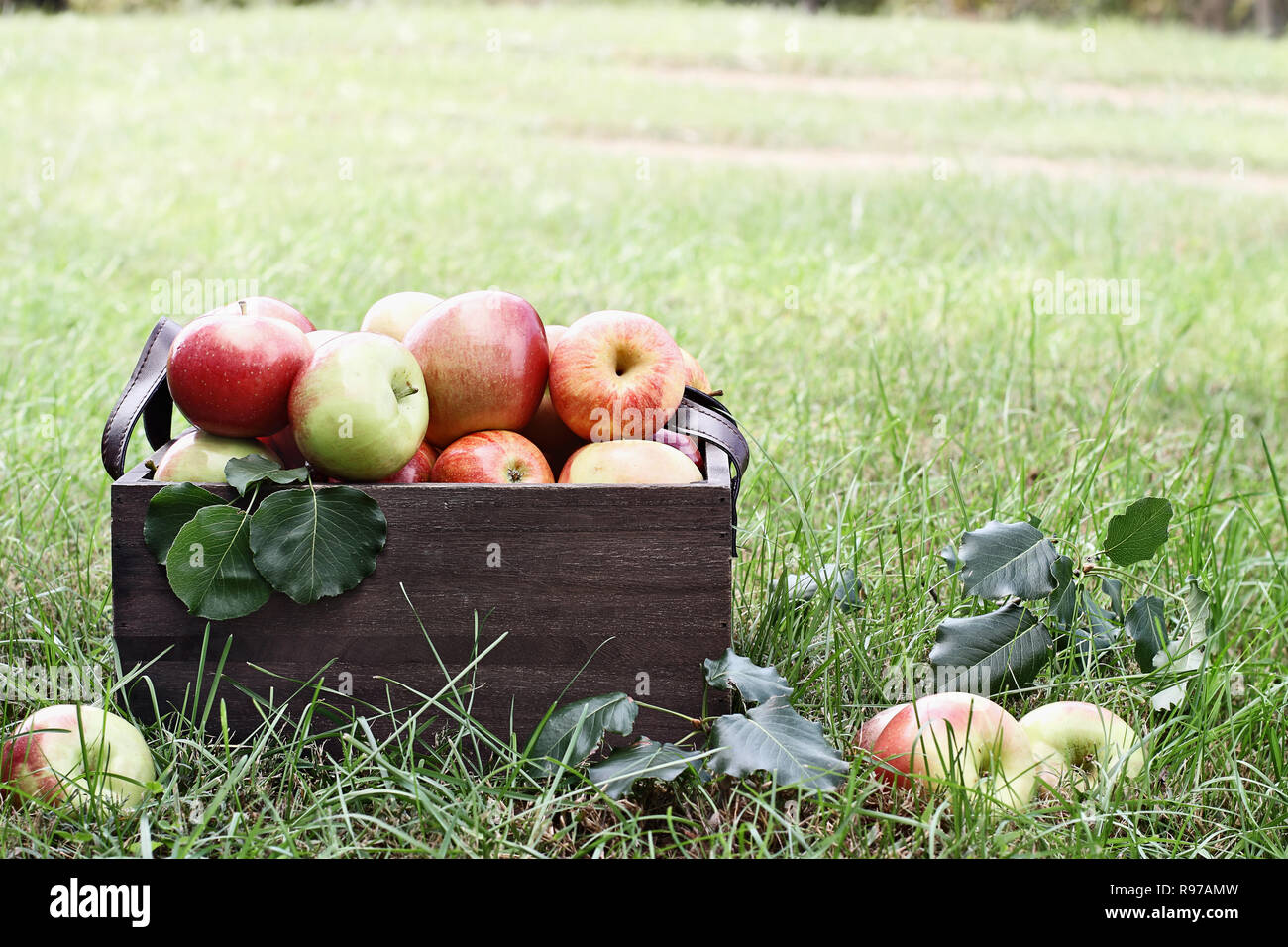 Freshly picked bushel of apples in an old vintage wooden crate with