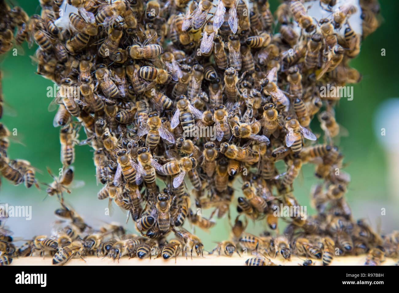 Honey bee queen breeding in a beehive. Group of honey bees gathered at