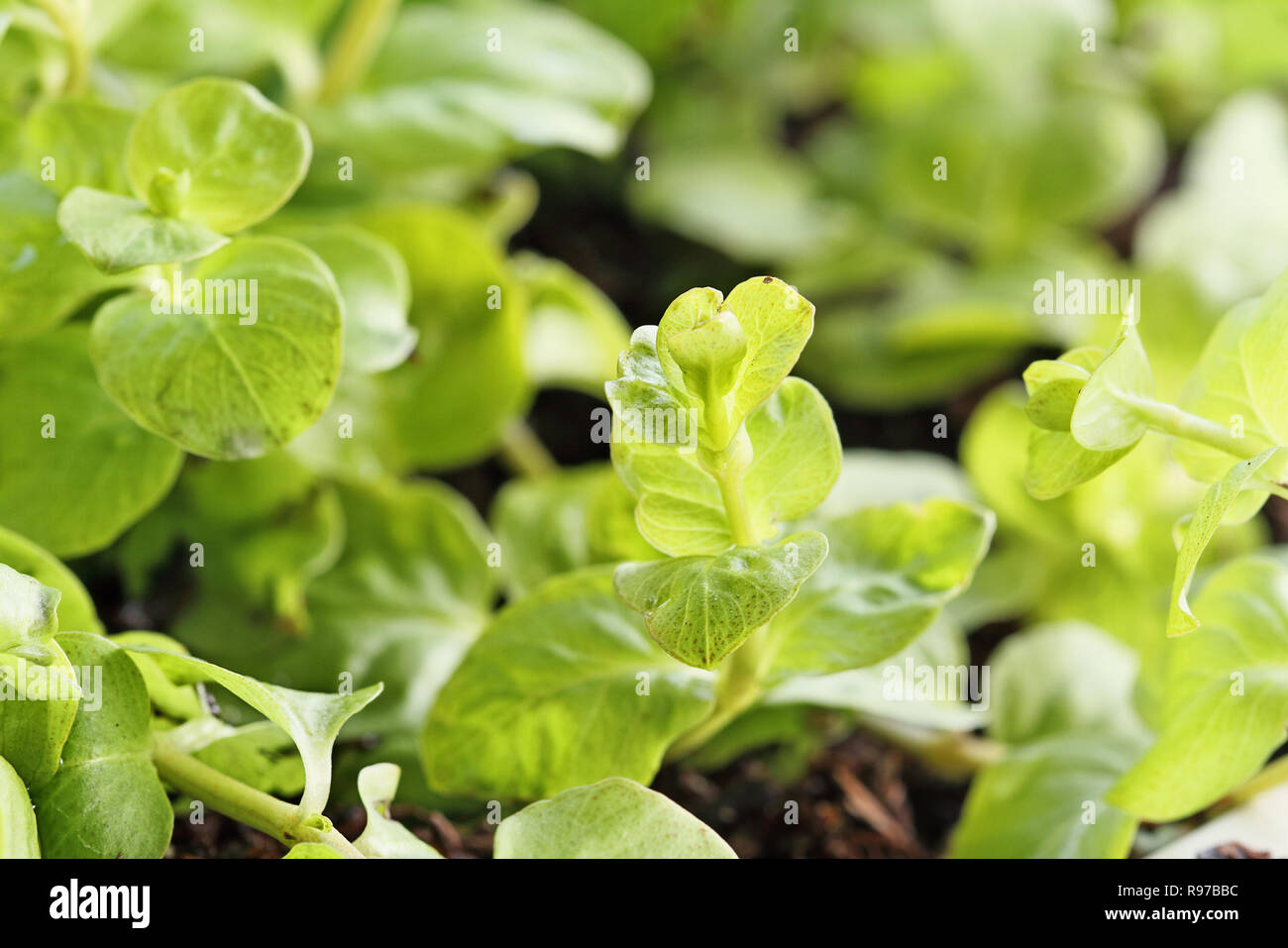 Close up of Creeping Jenny plant with extreme shallow depth of field. Stock Photo