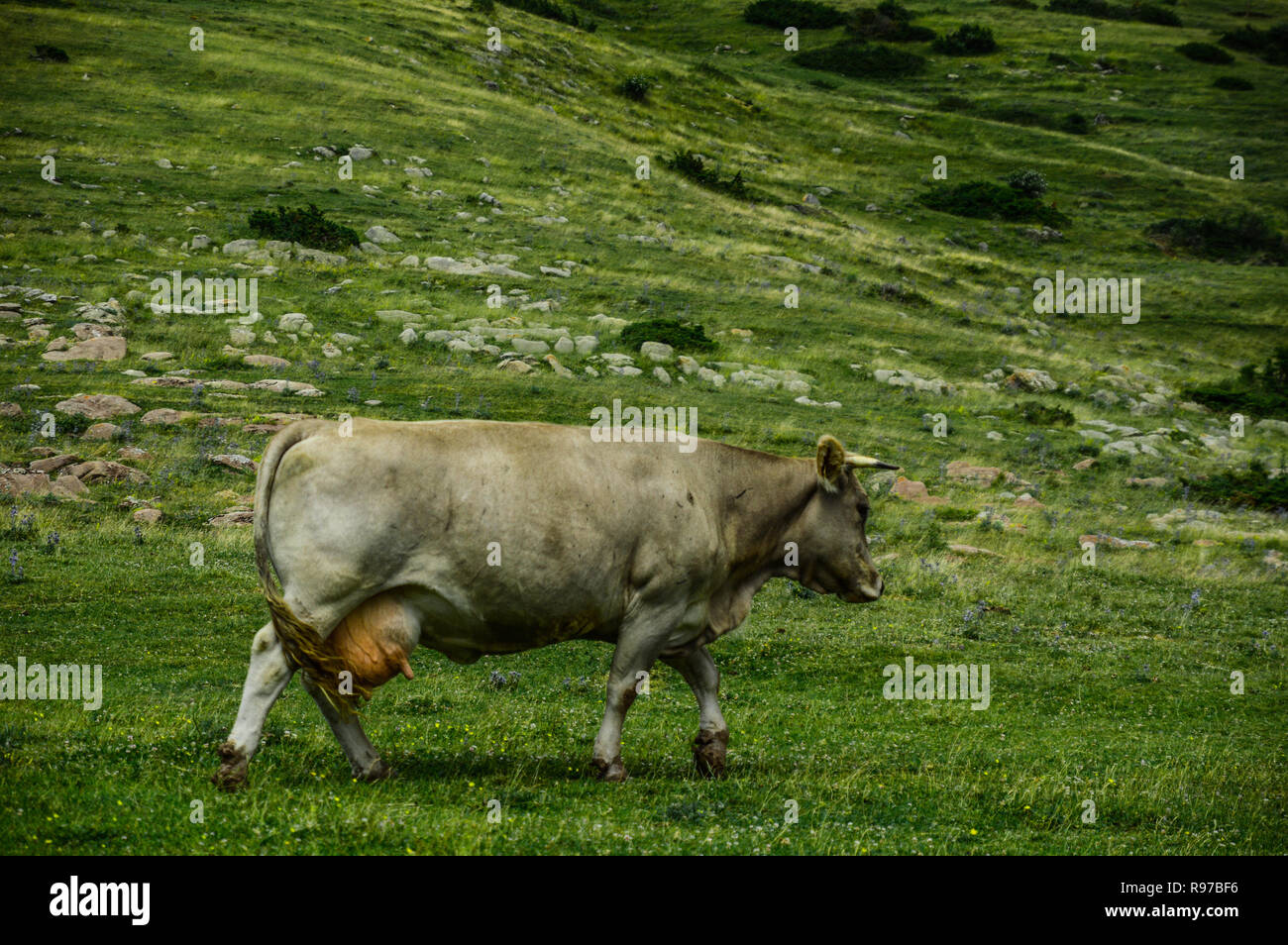 Black highland cow sunny hi-res stock photography and images - Alamy