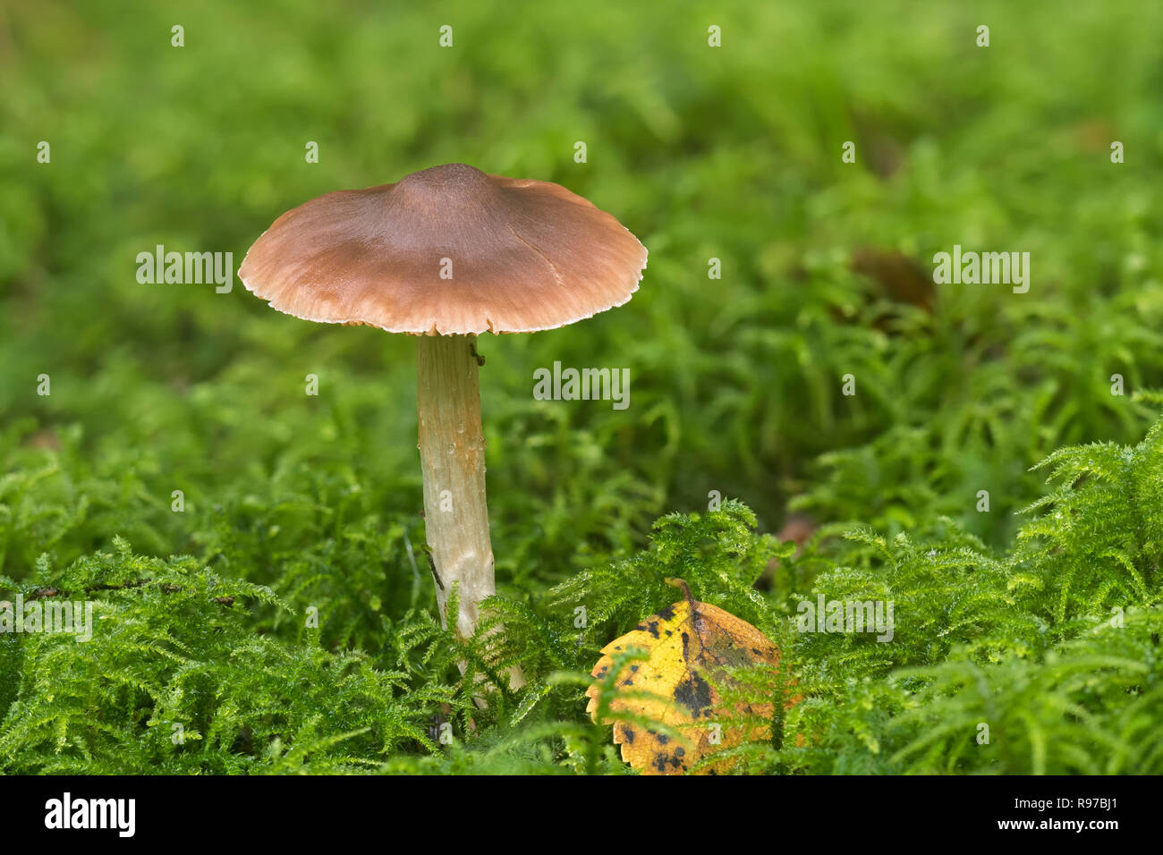 Fungi growing amongst moss on woodland floor. Tipperary, Ireland Stock Photo