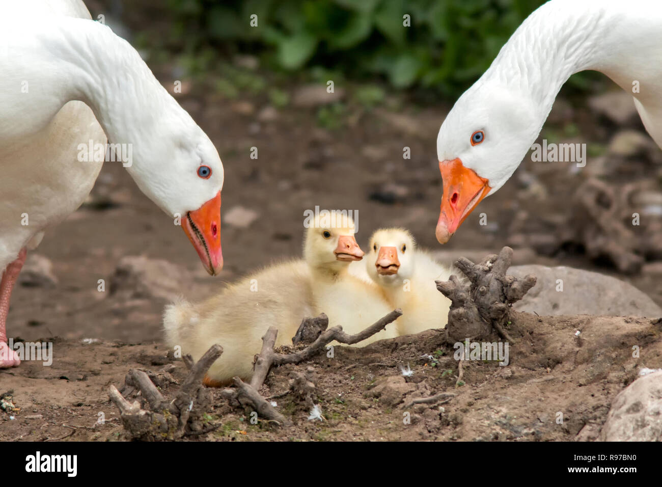 Two Geese watching over their goslings at Cahir Castle, Cahir, Tipperary, Ireland Stock Photo