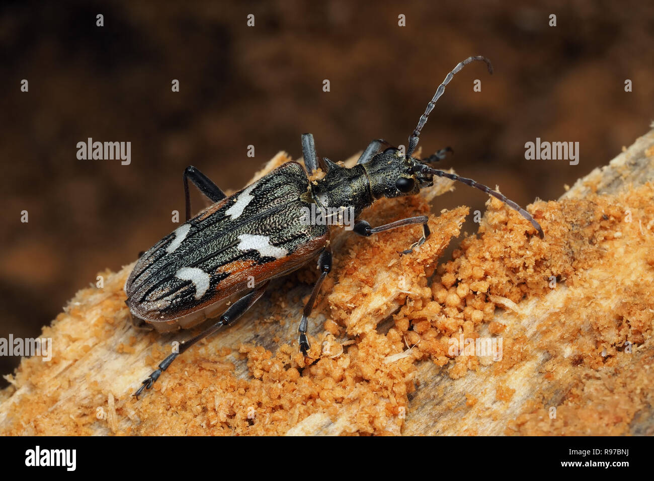 Two-banded Longhorn Beetle (Rhagium bifasciatum) hibernating in rotten tree trunk. Tipperary, Ireland Stock Photo