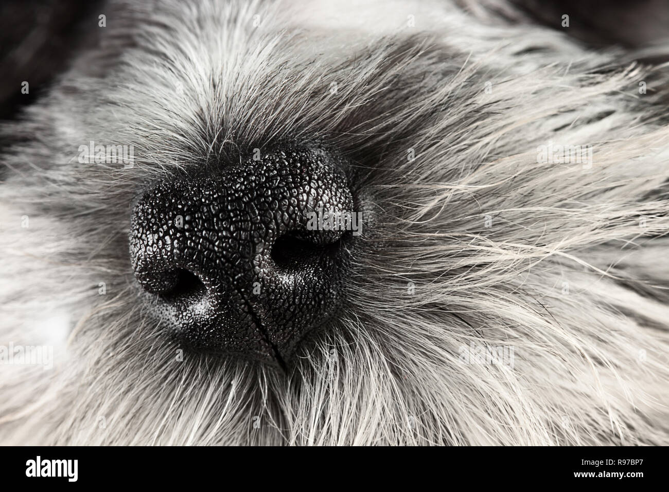 Parti Color Miniature Schnauzer dog nose close-up. Extreme shallow depth of field with selective focus on puppies nose. Stock Photo