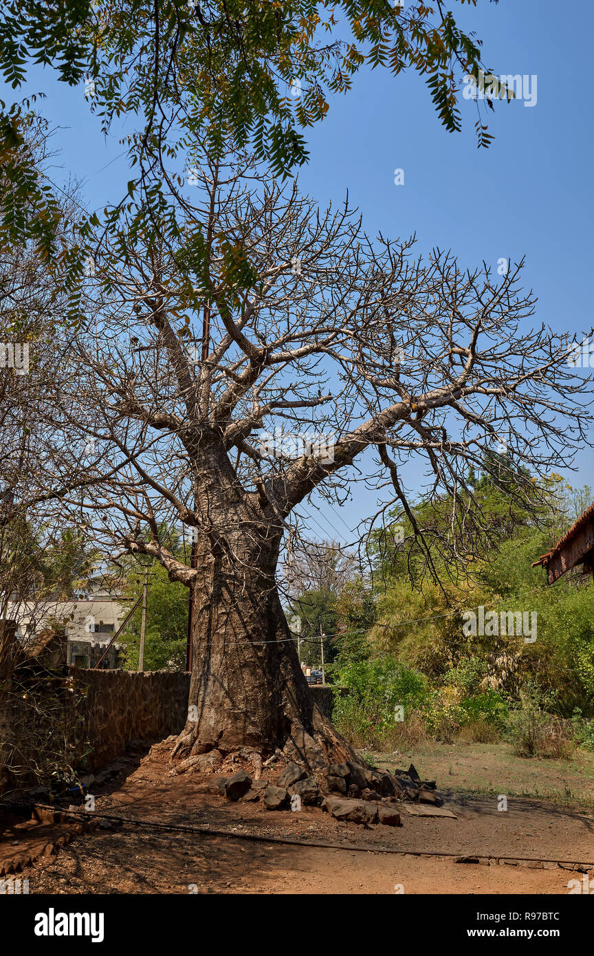 10-Mar-2016- Indian Tree Gorakh Chinch, also known as Baobab-Adansonia ...