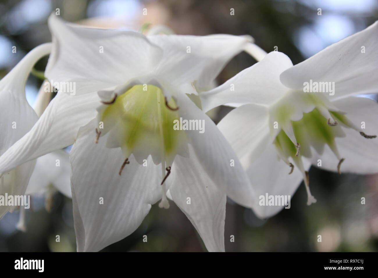 Eucharis amazonica, Amazon Lily, beautiful white flowers growing in the quiet meadow. Stock Photo