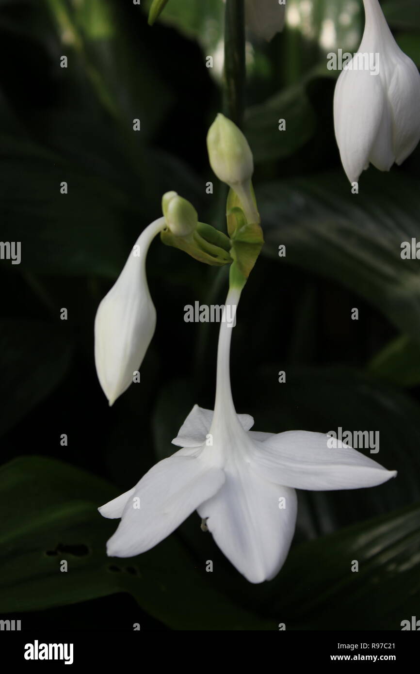 Eucharis amazonica, Amazon Lily, beautiful white flowers growing in the quiet meadow. Stock Photo