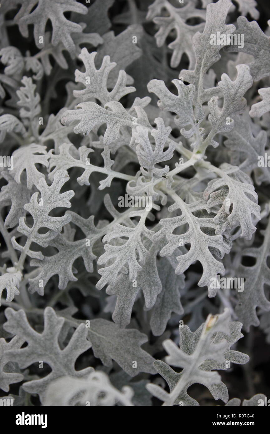 Cultivated Dusty Miller, Silver Dust, and velvet plant growing in the sunny meadow. Stock Photo