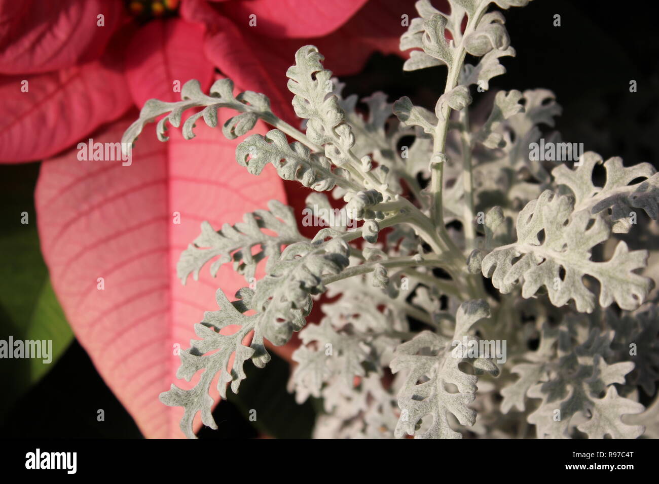 Cultivated Dusty Miller, Silver Dust, and velvet plant growing in the sunny meadow. Stock Photo