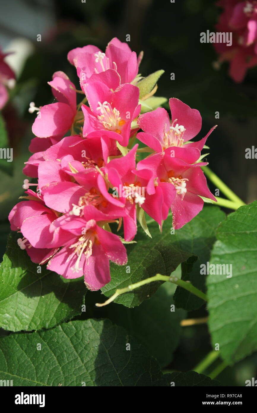 Rare Pink Dombeya, Dombeya calantha, pink flowering plant growing in the sunny meadow. Stock Photo