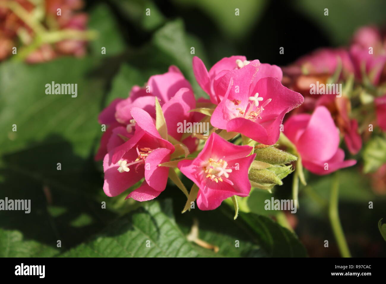 Rare Pink Dombeya, Dombeya calantha, pink flowering plant growing in the sunny meadow. Stock Photo