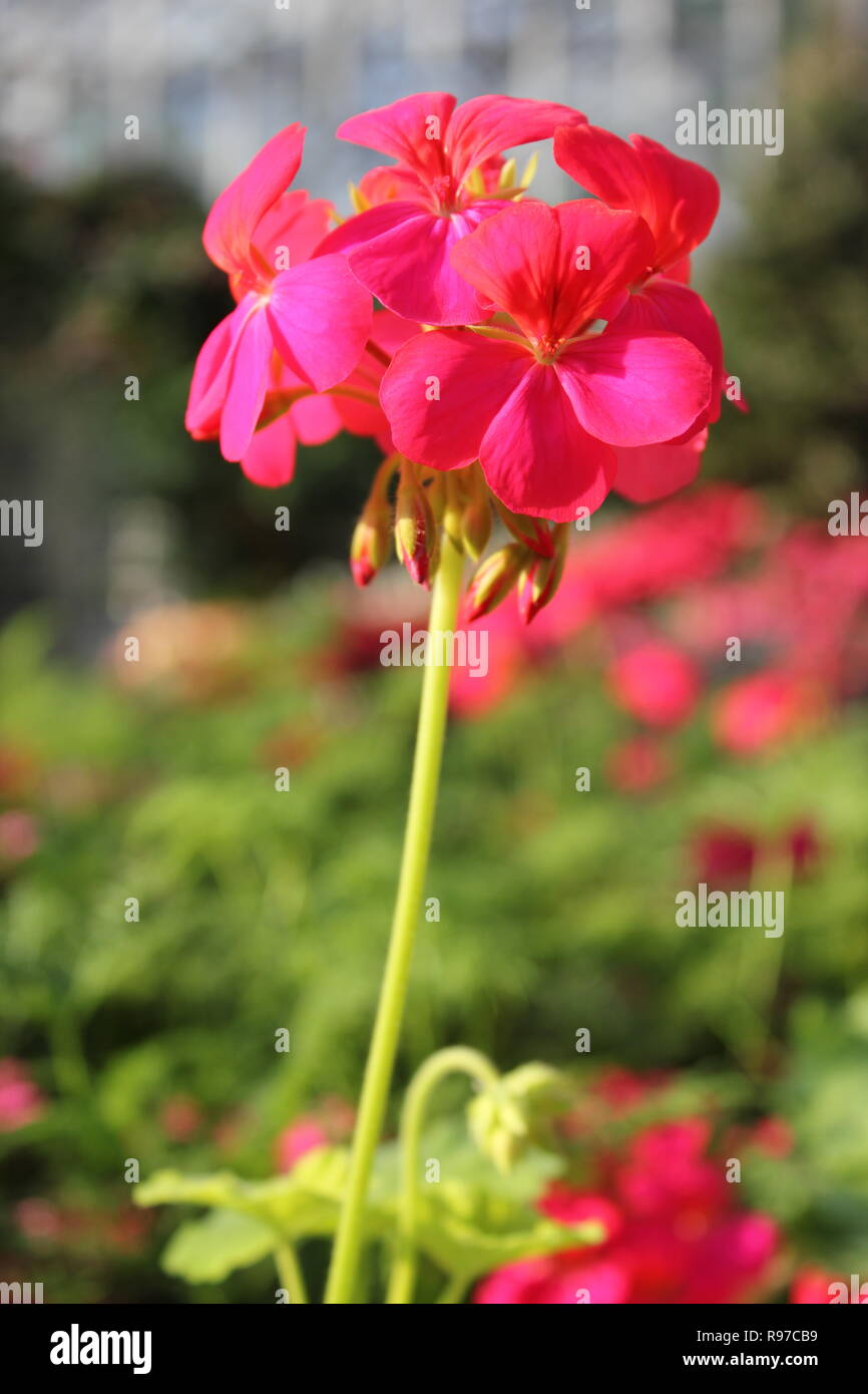 Pelargonium, scented geranium, pelargonium, or storksbill beautiful pink flowers growing in the
