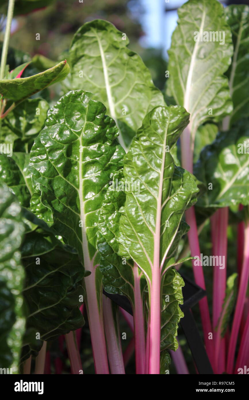 Pristine, perfect, raw, and leafy Chard, and Swiss Chard displayed at