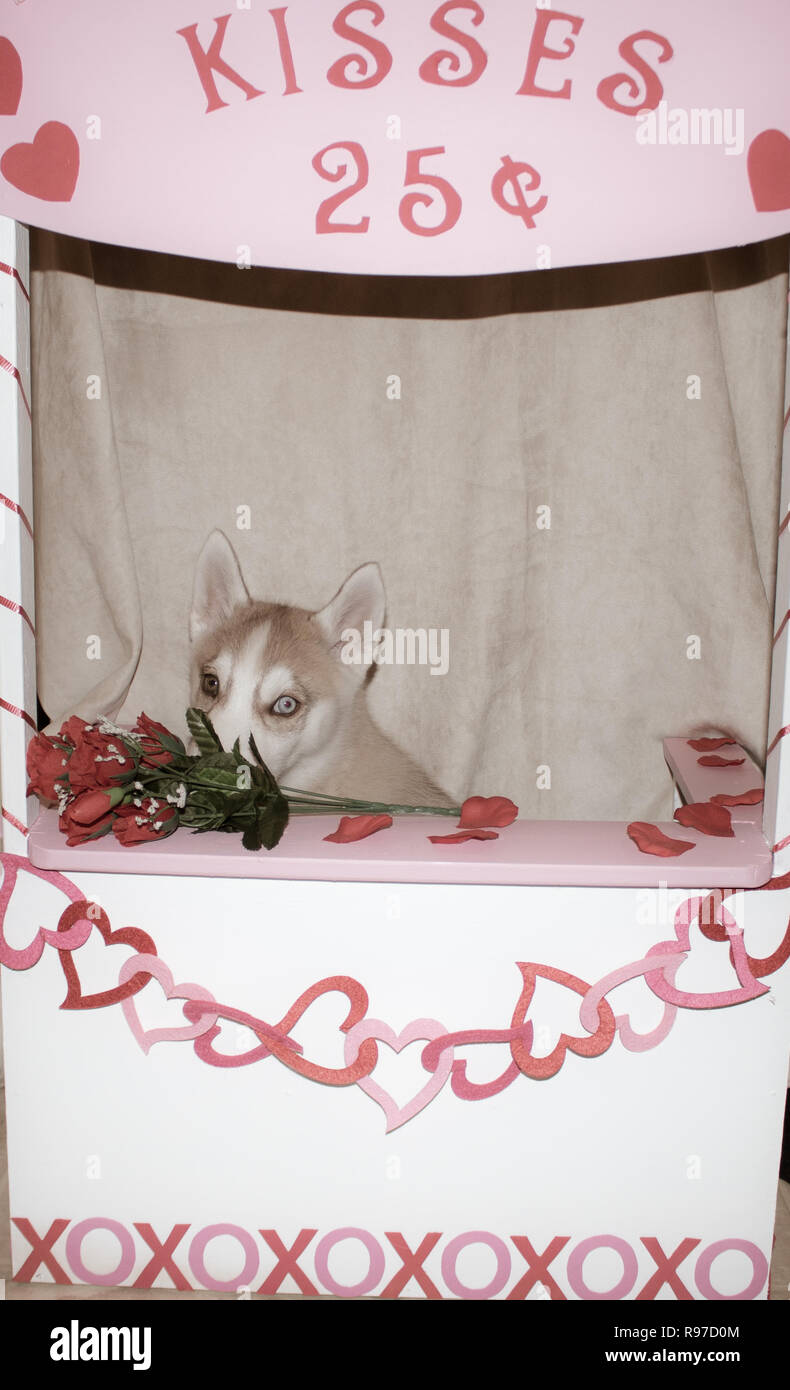 Valentine Dog in Kissing Booth cute concept for valentines day with dog