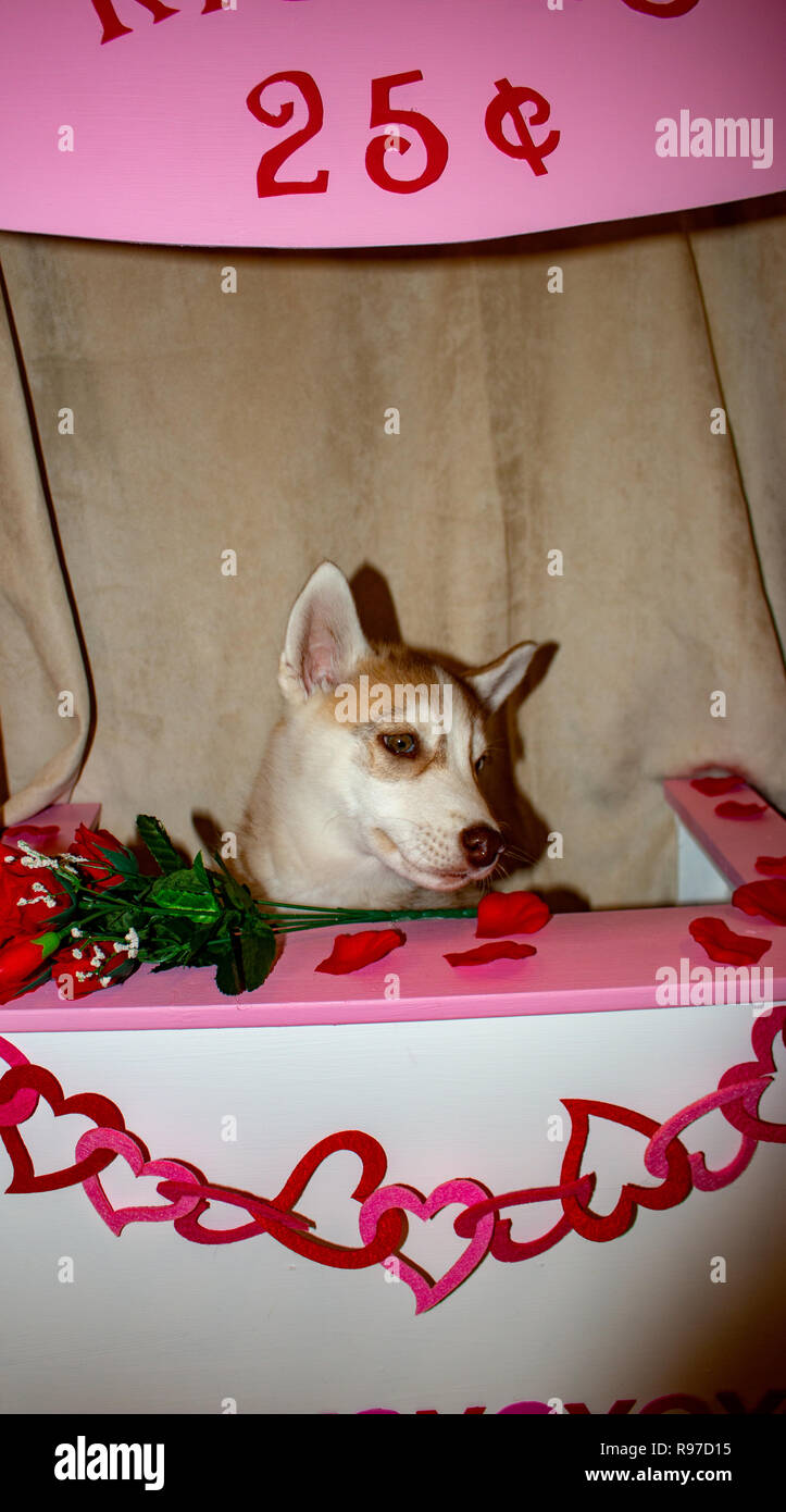 Valentine Dog in Kissing Booth cute concept for valentines day with dog