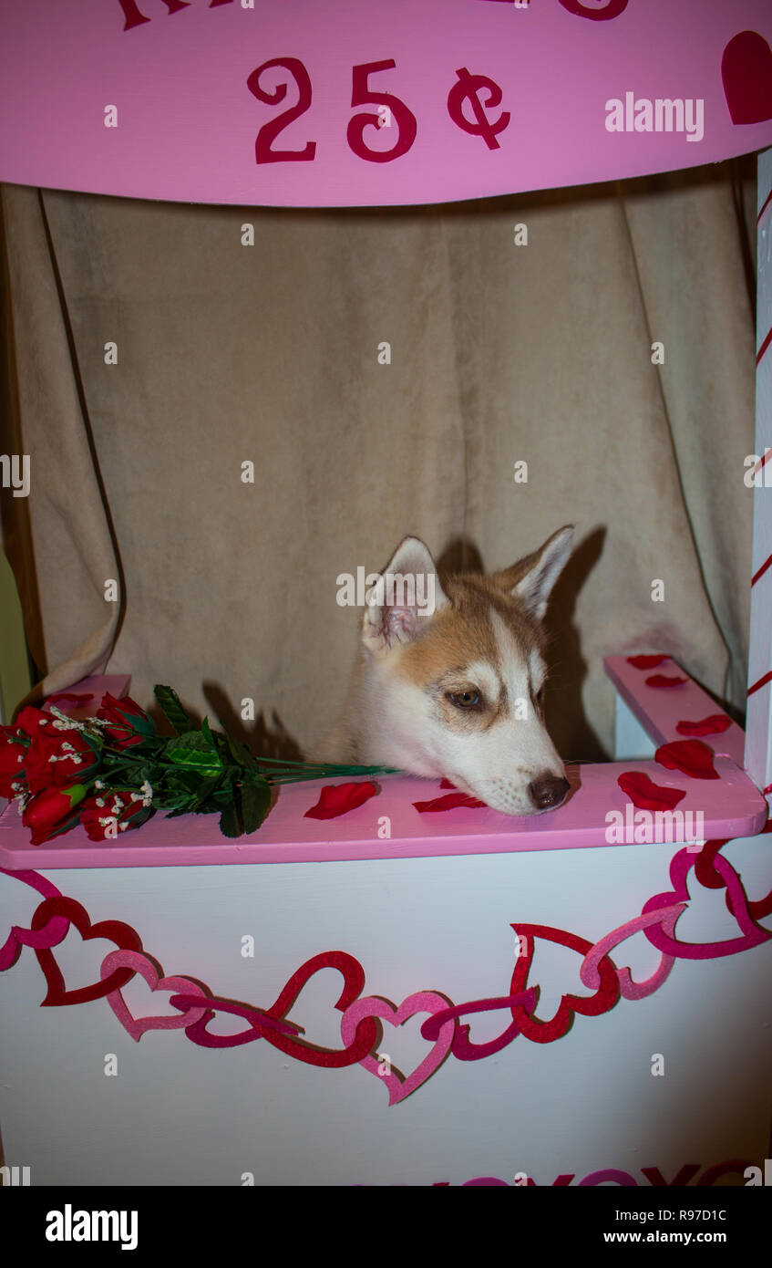 Valentine Dog in Kissing Booth cute concept for valentines day with dog