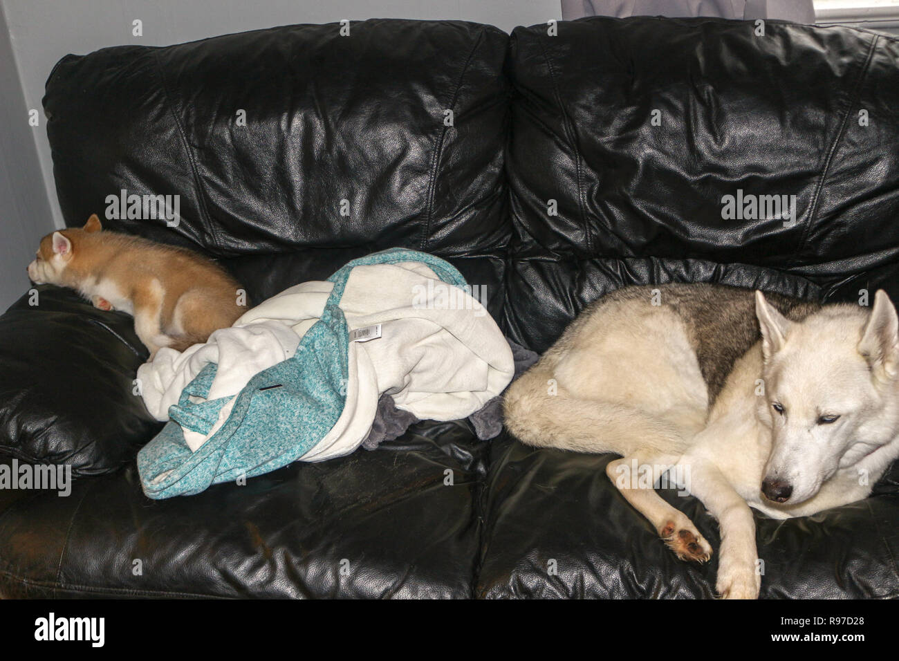 Why Do Dogs Curl Up In Balls