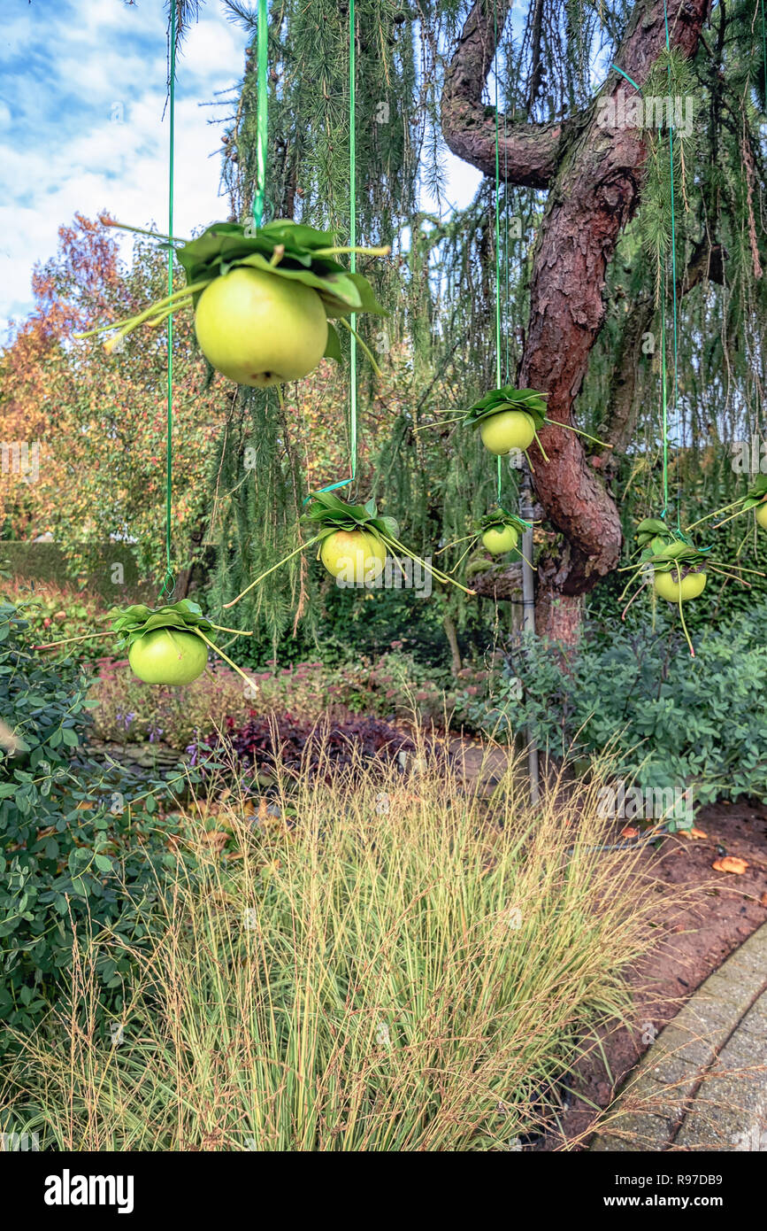 Garden decorations made of an apple hanging in the tree in a beautiful autumn garden in The Netherlands Stock Photo