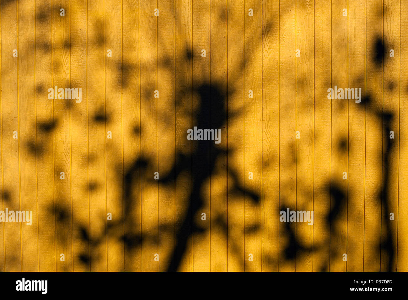 Sunlight through tree creating abstract patterns on yellow wood siding