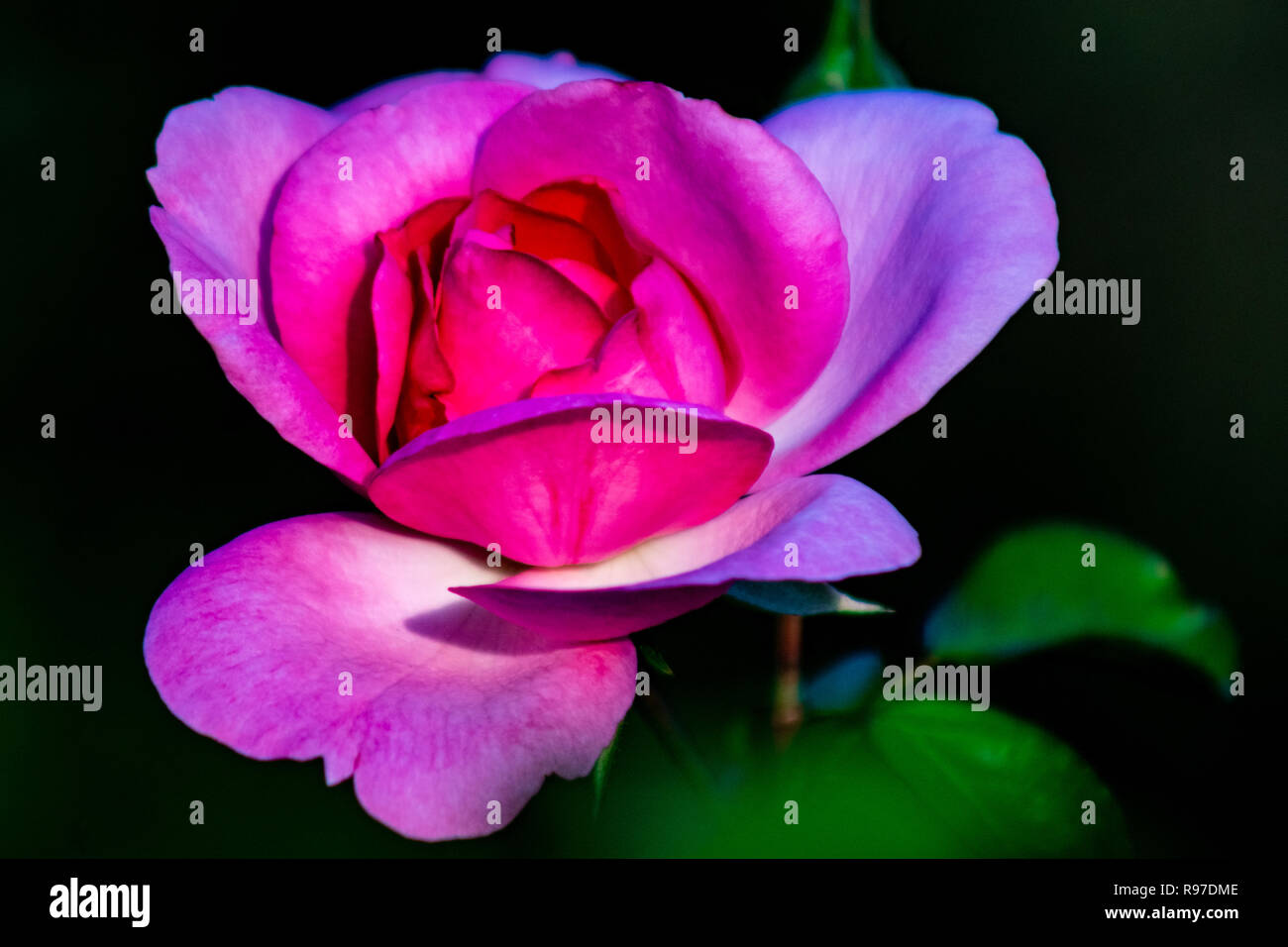 Macro close up of a pink rose Stock Photo - Alamy