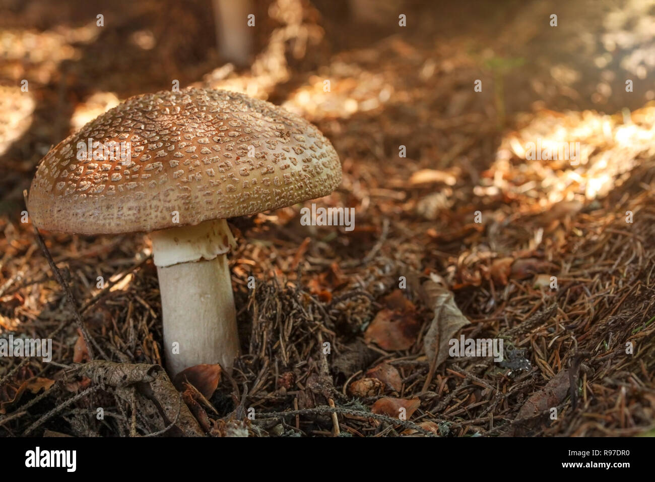 Blusher (Amanita rubescens) in dry moss, sun shining a little, in forest shade. Stock Photo