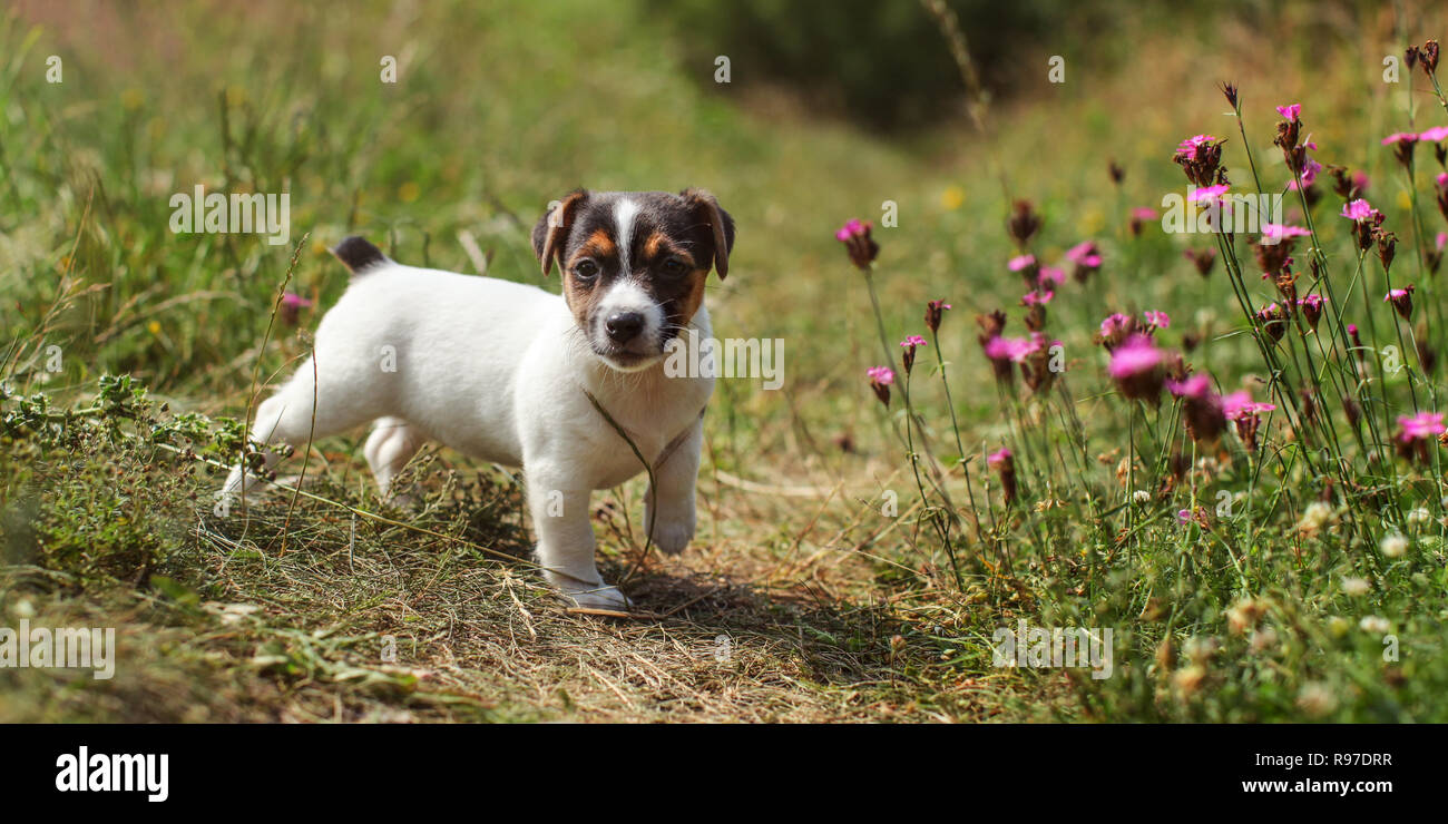 3 fashion month old jack rus terrier