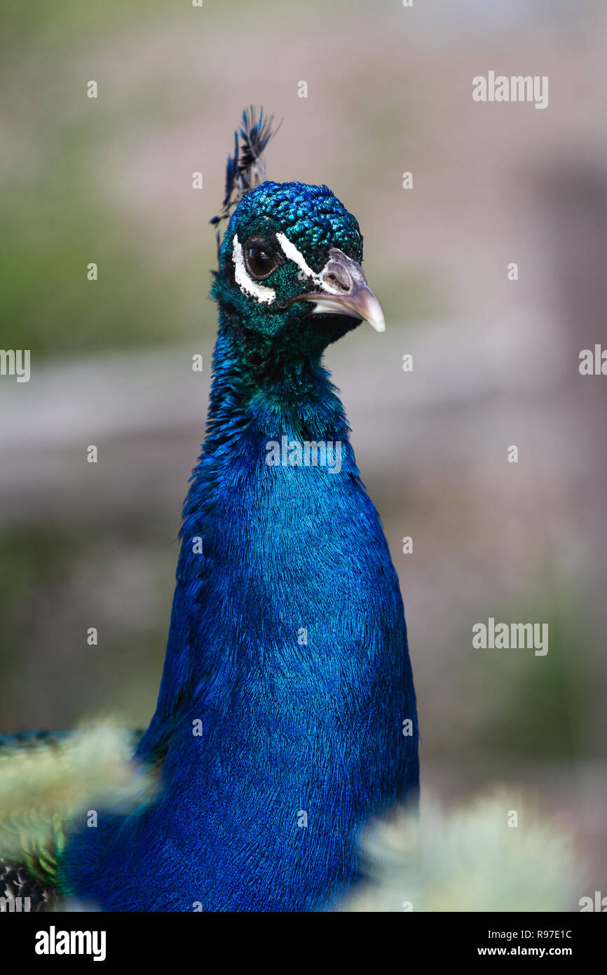 peacock looking at camera Stock Photo - Alamy