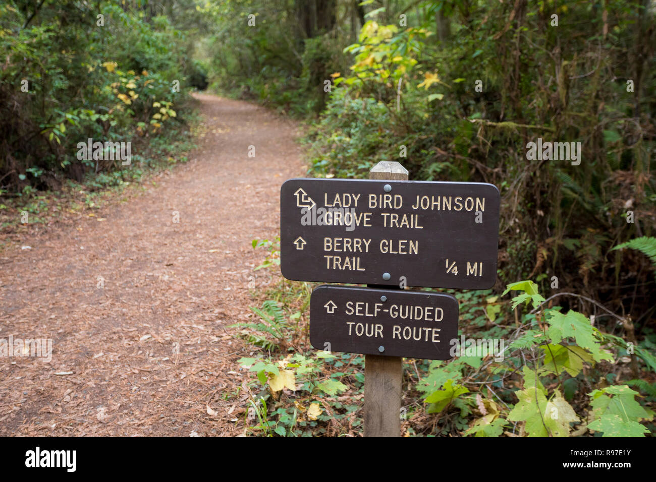 Lady Bird Johnson Trail in the California Redwoods National Park in the Northwest corner of the state. Stock Photo