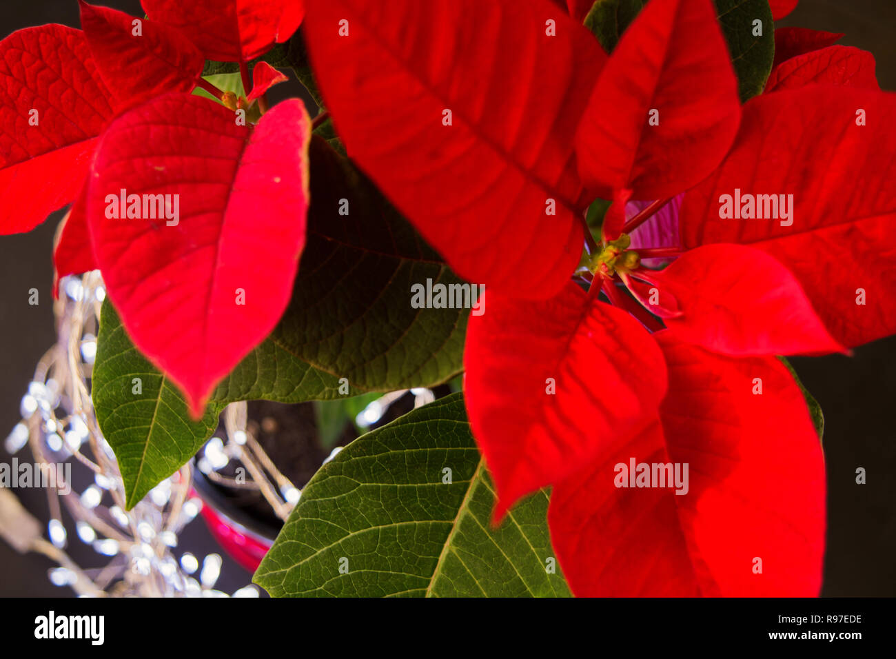 Christmas poinsettia with soft focus and blue lights on background Stock Photo