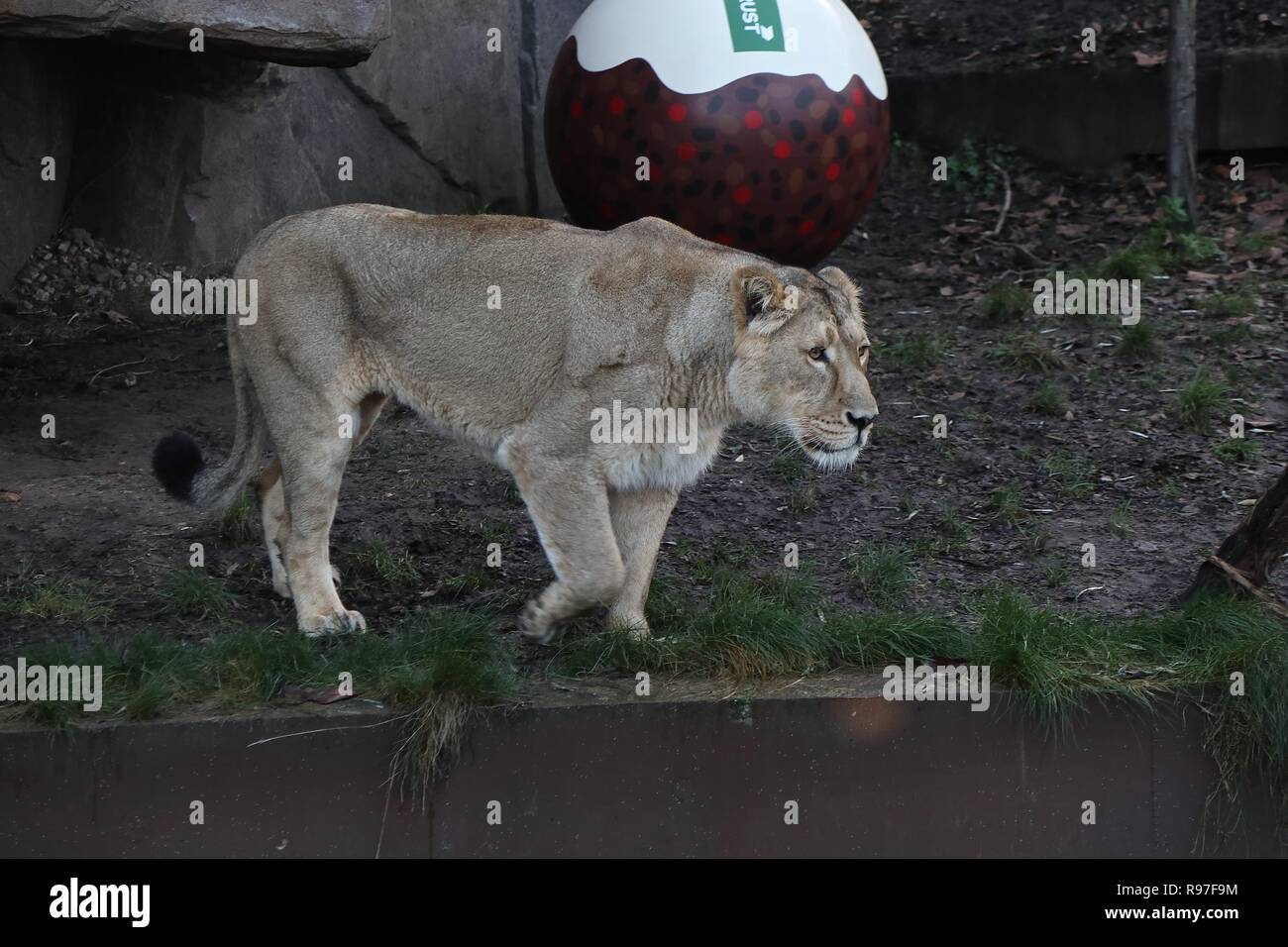 Animal adventures at ZSL London Zoo 20 December 2018 Stock Photo - Alamy