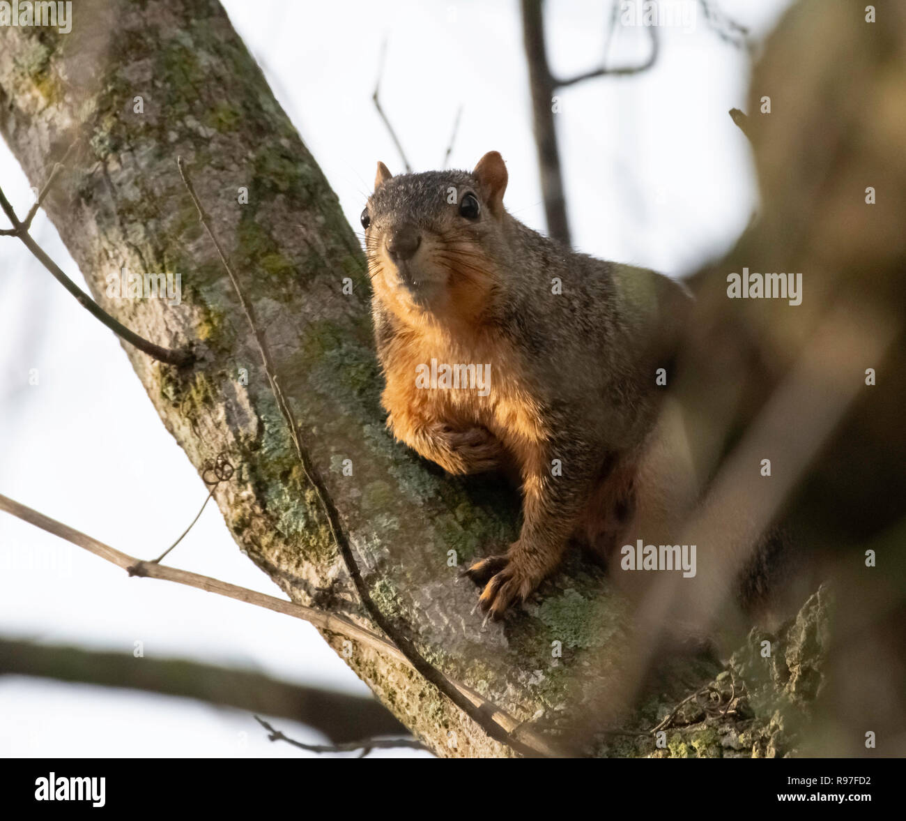 A Louisiana Fox Squirrel Sits In The Crook Of A Tree Limb In The Red River National Wildlife Refuge In Northwest Louisiana Illuminated By The Mornin Stock Photo Alamy