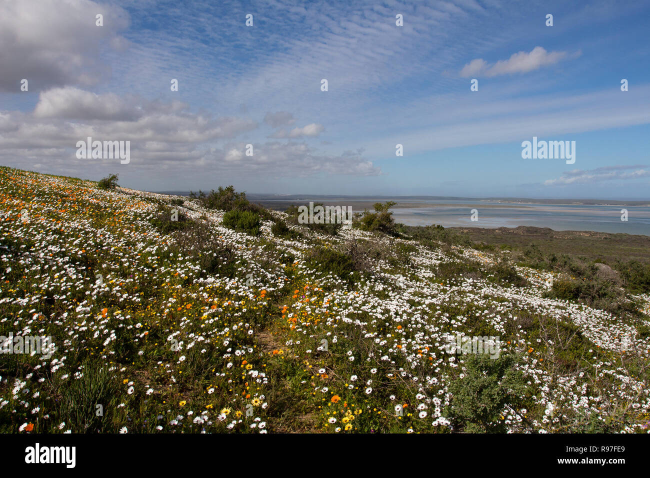 Wild flowers in full bloom on the South African West coast in the West