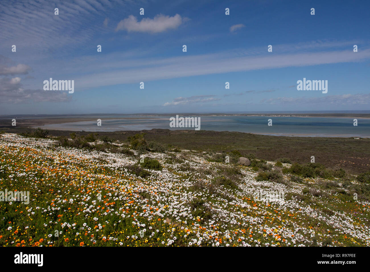 Wild flowers in full bloom on the South African West coast in the West