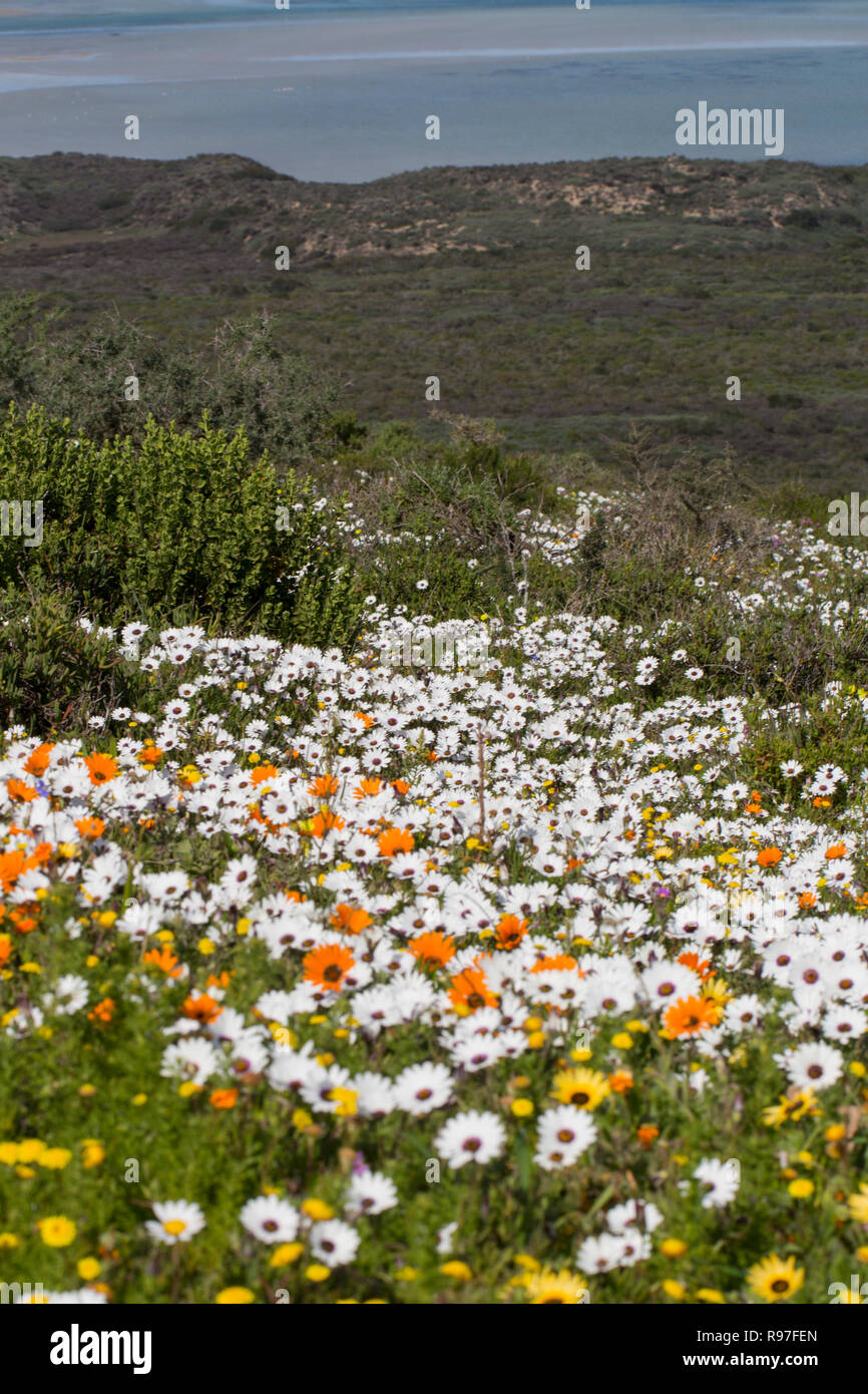 Wild flowers in full bloom on the South African West coast in the West